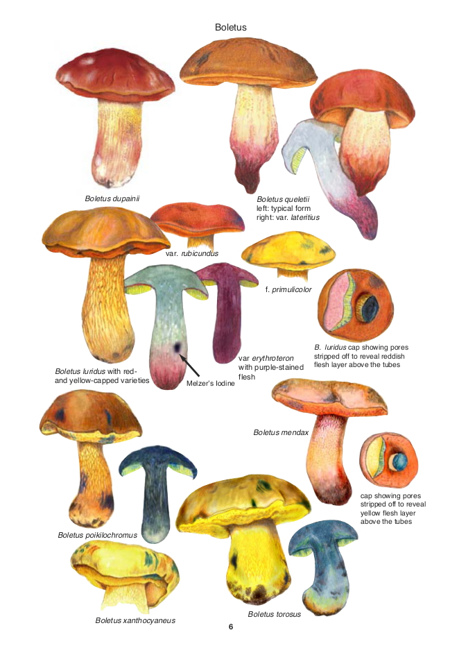 mushroom incubator